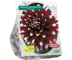 Jurginų svogūnėlis, lot. DAHLIA DECORATIEF MYSTERY DAY, 1 vnt
