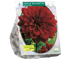 Jurginų svogūnėlis, lot. DAHLIA DECORATIEF ARABIAN NIGHT, 1 vnt