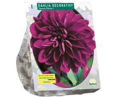 Jurginų svogūnėlis, lot. DAHLIA DECORATIEF THOMAS EDISON, 1 vnt
