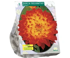 Jurginų svogūnėlis, lot. DAHLIA DECORATIEF PROYCON, 1 vnt