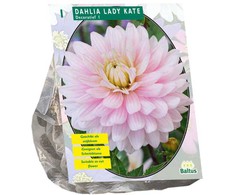 Jurginų svogūnėlis, lot. DAHLIA DECORATIEF LADY KATE, 1 vnt