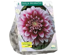 Jurginų svogūnėlis, lot. DAHLIA DECORATIEF EDINBURGH, 1 vnt