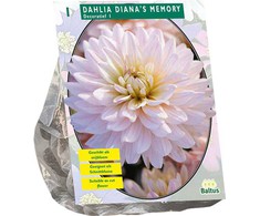 Jurginų svogūnėlis, lot. DAHLIA DIANA'S MEMORY, 1 vnt