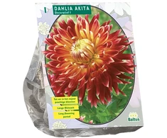 Jurginų svogūnėlis, lot. DAHLIA FRANZ KAFKA, 1 vnt