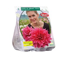 Jurginų svogūnėlis, lot. DAHLIA GIANT DECORATIEF EMORY PAUL, 1 vnt