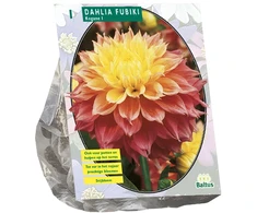 Jurginų svogūnėlis, lot. DAHLIA KOGANE FUBUKI, 1 vnt