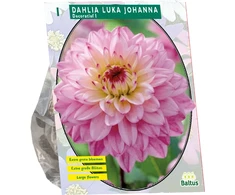 Jurginų svogūnėlis, lot. DAHLIA LUKA JOHANNA, 1 vnt