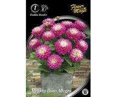 Jurginų svogūnėlis, lot. Dahlia Melody Rose Allegro