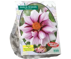 Jurginų svogūnėlis, lot. DAHLIA MIGNON EDGE OF JOY, 1 vnt