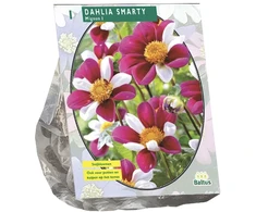 Jurginų svogūnėlis, lot. DAHLIA MIGNON SMARTY, 1 vnt