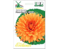 Jurginų svogūnėlis, lot. DAHLIA NOORDWIJKS GLORIE, 1 vnt.