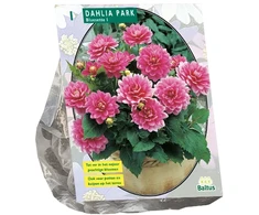 Jurginų svogūnėlis, lot. DAHLIA PARK BLUESETTE, 1 vnt