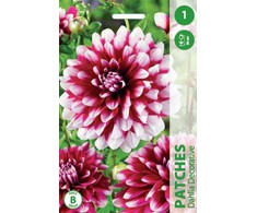 Jurginų svogūnėlis, lot. DAHLIA PATCHES, 1 vnt