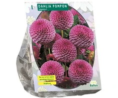 Jurginų svogūnėlis, lot. DAHLIA POMPON LIPOMA, 1 vnt