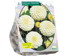 Jurginų svogūnėlis, lot. DAHLIA POMPON SNOWFLAKE, 1 vnt