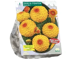 Jurginų svogūnėlis, lot. DAHLIA POMPON SUNNY BOY , 1 vnt