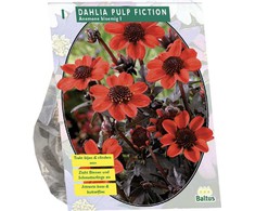 Jurginų svogūnėlis, lot. DAHLIA PULP FICTION, 1 vnt