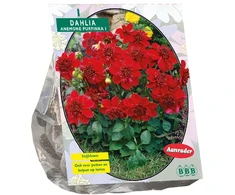 Jurginų svogūnėlis, lot. DAHLIA PURPINKA, 1 vnt