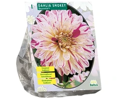 Jurginų svogūnėlis, lot. DAHLIA SMOKEY, 1 vnt