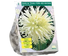 Jurginų svogūnėlis, lot. DAHLIA TSUKI-YORI-NO-SHISHA, 1 vnt