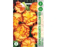 Kalijų svogūnėlis, lot. Zantedeschia Carmin Raudona