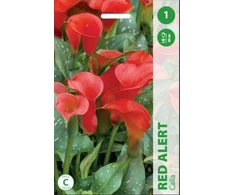 Kalijų svogūnėlis, lot. ZANTEDESCHIA Raudonas ALERT, 1 vnt.
