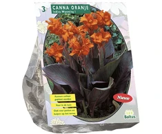 Kanų svogūnėliai, lot. CANNA BRUINBLAD ORANJE, 3 vnt