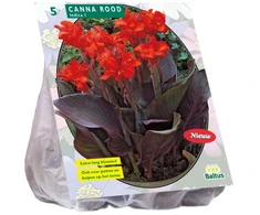 Kanų svogūnėliai, lot. CANNA DONKERROODBLAD ROOD, 3 vnt