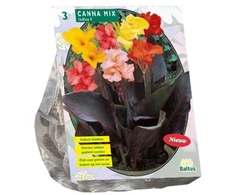 Kanų svogūnėliai, lot. CANNA GEMENGD, 3 vnt