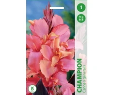 Kanų svogūnėlis, lot. CANNA CHAMPION, 1 vnt.