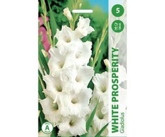 Kardelių svogūnėliai, lot. Gladiolus Baltas Prosperity, 5 vnt.