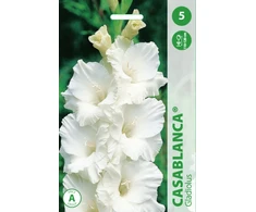 Kardelių svogūnėliai, lot. GLADIOLUS CASABLANCA, 5 vnt