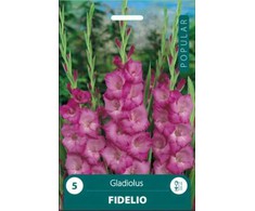 Kardelių svogūnėliai, lot. GLADIOLUS FIDELIO, 5 vnt.