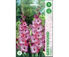 Kardelių svogūnėliai, lot. GLADIOLUS GREYHOUND, 5 vnt.