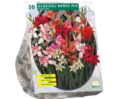 Kardelių svogūnėliai, lot. GLADIOLUS NANUS, 30 vnt