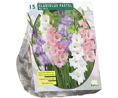 Kardelių svogūnėliai, lot. Gladiolus Pastel, 15 vnt.