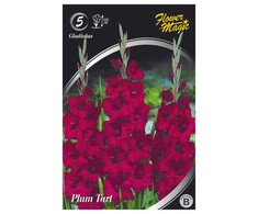 Kardelių svogūnėliai, lot. Gladiolus Plum Tart, 5 vnt.