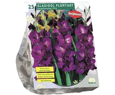 Kardelių svogūnėliai, lot. GLADIOLUS PLUMTART, 25 vnt