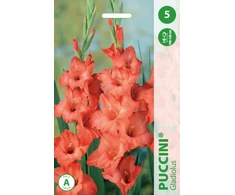 Kardelių svogūnėliai, lot. GLADIOLUS PUCCINI, 5 vnt.