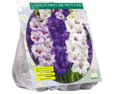 Kardelių svogūnėliai, lot. GLADIOLUS PURPLE AND Baltas STARS, 15 vnt