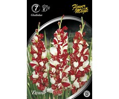 Kardelių svogūnėliai, lot. Gladiolus Zizane, 7 vnt.