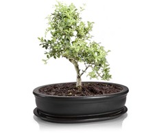 POLNIX Keraminis vazonas BONSAI, juodos sp., 19 x 13 cm