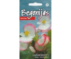 Kurzemes Seklas Begonijų sėklos 15 sėklų Luchenec F1