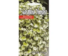 Kurzemes Seklas Dichondrų sėklos Sidabrinis Falls 5 sėklos