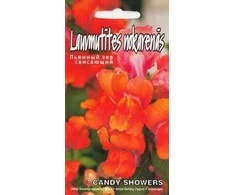 Kurzemes Seklas Didžiųjų žioveinių sėklos 10 sėklų Candy Showers Oranžinis