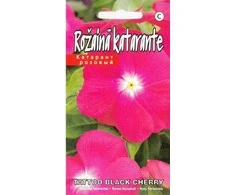 Kurzemes Seklas Katarantų sėklos Juodas Cherry 10 sėklų rožiniai