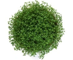 Kurzemes Seklas Sėklų daiginimo komplektas AGROZEM Ø145mm/200 ml sėjamosios pipirnės