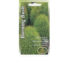 Kurzemes Seklas Šluotelinių kochijų sėklos 1g Burning Bush