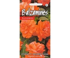 Kurzemes Seklas Sprigių sėklos Oranžinis Flash 5 sėklos oranžinės