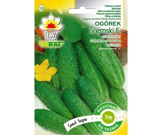 Lauko agurkas „Toraf“ Śremski F1 ankstyvas 7 m ilgio juostinis auginys